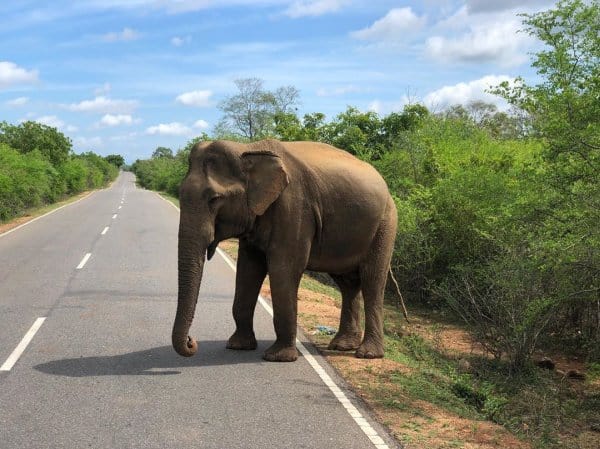 A DIY Yala Safari by Tuk Tuk | Exploring Sri Lanka's Best National Park on Your Own