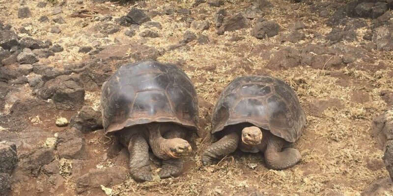 The Best Things to do in Isabela Galapagos