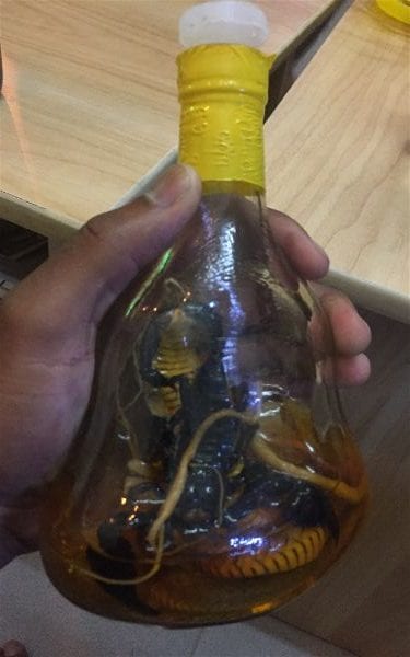 The answer to your question is: Yes, that is a cobra in that bottle of "snake wine"