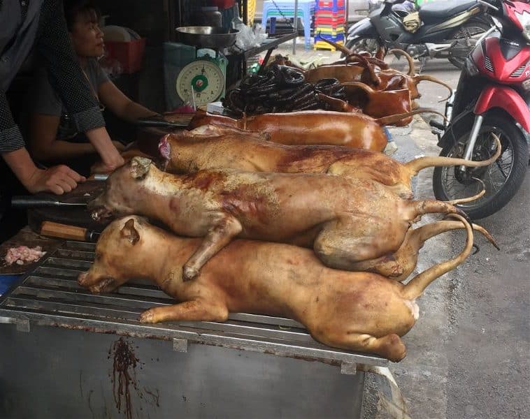 Rumor dispelled: Dog is commonly eaten in Vietnam,