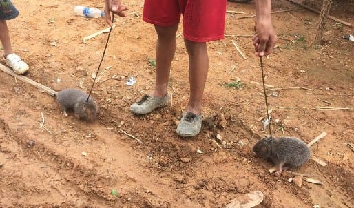 These little guys pass for livestock in Laos. Fortunately, they didn't end up on my plate (I think)