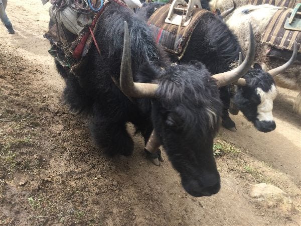 One of these yaks (or their cousin) ended up in my chili at the end of the Everest Base Camp Trek - but the yak had its revenge, giving me the first food poisoning I've had in 10 years