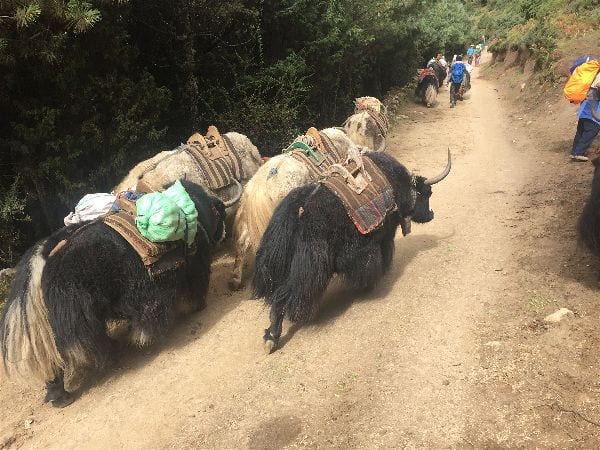 Literal herds of trekkers fill the path between Namche Bazaar and Tengboche