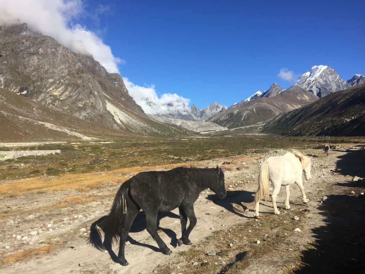 Hiking with stallions on the Everest Base Camp hike from Pheriche to Gorak Shep