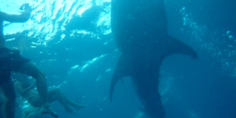 Why I DID Choose to Swim with Whale Sharks in Oslob