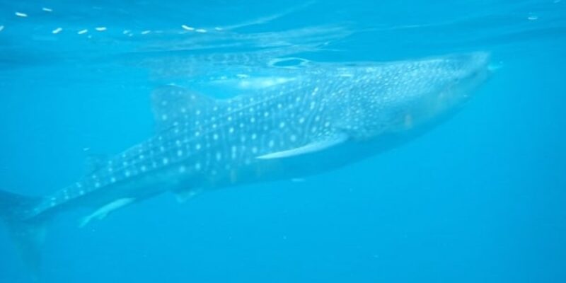 A Guide to Swimming with Whale Sharks in Oslob, Cebu