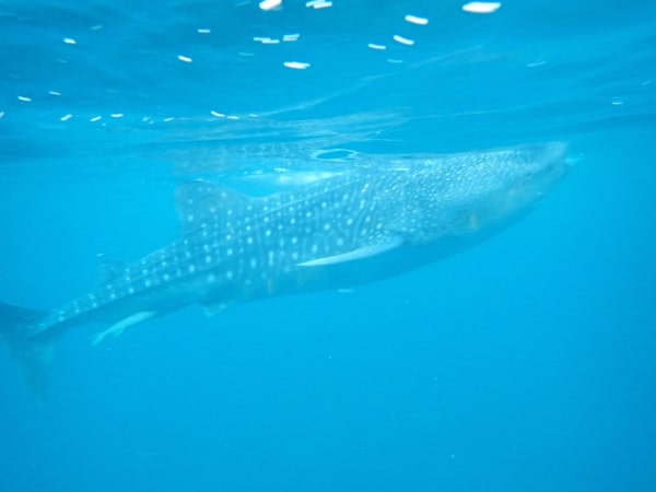 Swimming with Whale Sharks Cebu