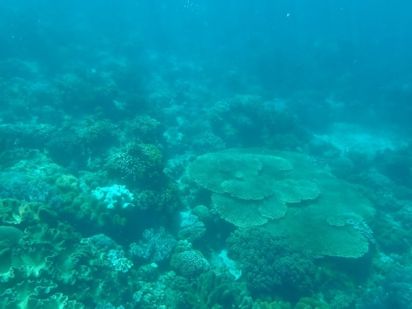 Apo Island Diving - Freediving the Philippines