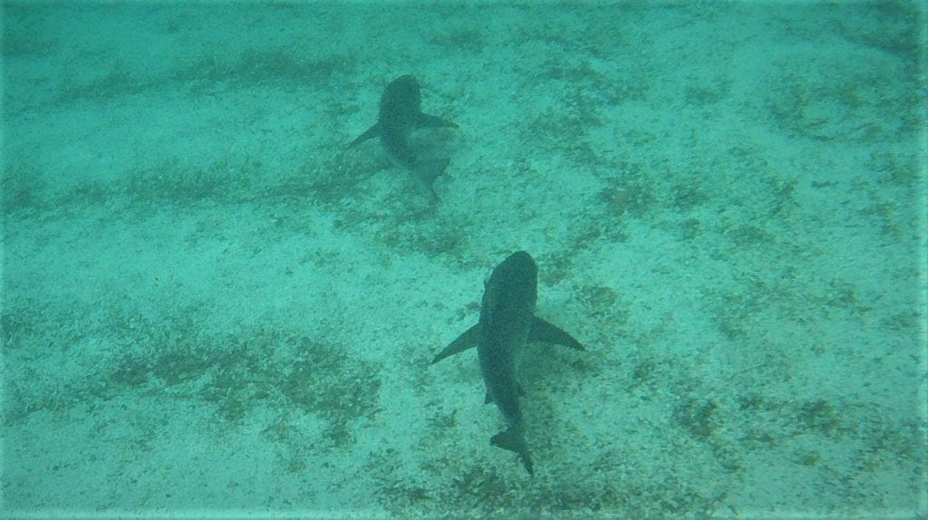 Swimming with Sharks in the Galapagos Islands