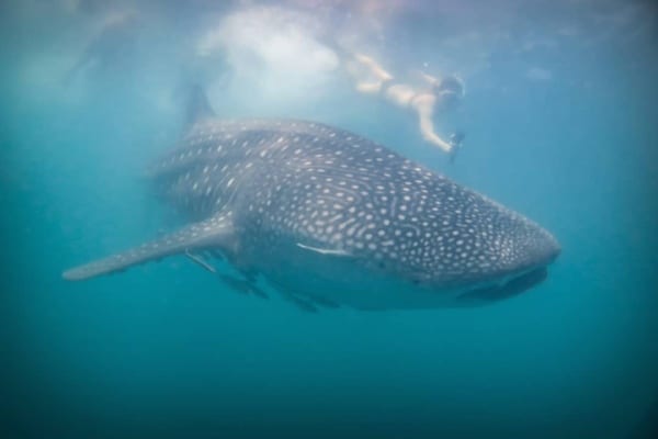 19 Important Donsol Whale Shark Experience Facts You Need to Know | ABrotherAbroad.com