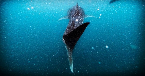 19 Important Donsol Whale Shark Experience Facts You Need to Know | ABrotherAbroad.com