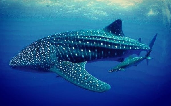 19 Important Donsol Whale Shark Experience Facts You Need to Know | ABrotherAbroad.com