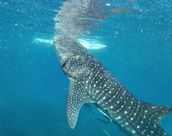Oslob Whale Shark Price, Location, and What to Expect | ABrotherAbroad.com