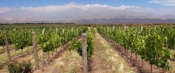 The 4 Best Mendoza Winery Tour Experiences: A Complete Guide to Tastings, Restaurants, Wineries, Bike & Wine & more