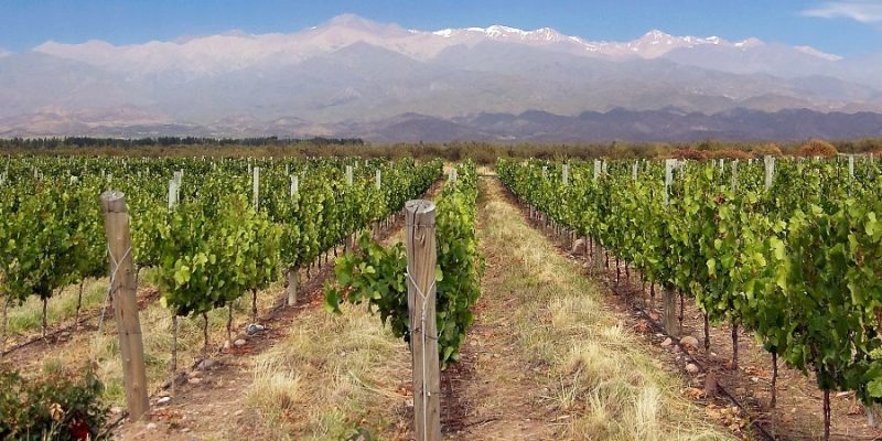 The 4 Best Mendoza Winery Tour Experiences: A Complete Guide to Tastings, Restaurants, Wineries, Bike & Wine & more